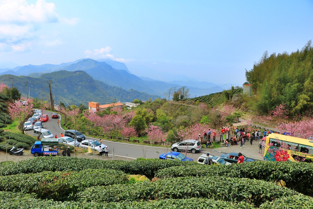 2019嘉義頂石棹昭和櫻,免費賞櫻景點,嘉義景點,嘉義櫻之道,嘉義櫻花季,石棹阿嬤愛玉,長青居民宿,頂石棹 霧之道