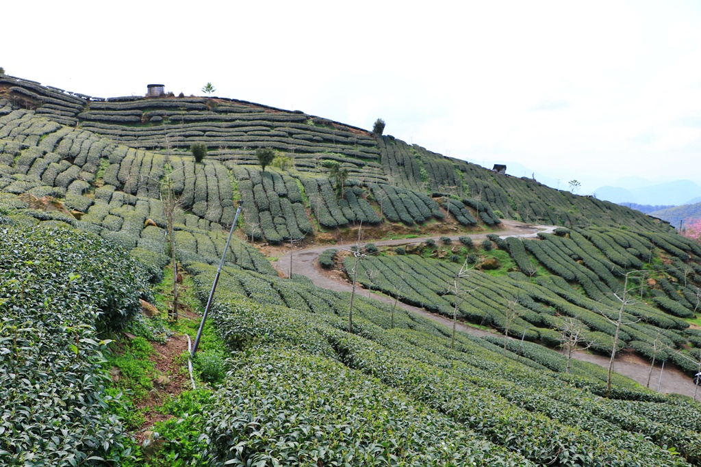 2019嘉義頂石棹昭和櫻,免費賞櫻景點,嘉義景點,嘉義櫻之道,嘉義櫻花季,石棹阿嬤愛玉,長青居民宿,頂石棹 霧之道