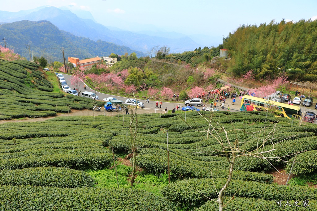 2019嘉義頂石棹昭和櫻,免費賞櫻景點,嘉義景點,嘉義櫻之道,嘉義櫻花季,石棹阿嬤愛玉,長青居民宿,頂石棹 霧之道