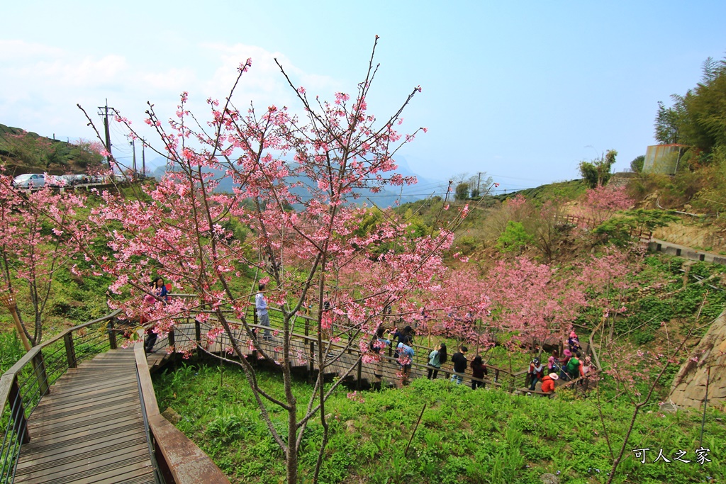 2019嘉義頂石棹昭和櫻,免費賞櫻景點,嘉義景點,嘉義櫻之道,嘉義櫻花季,石棹阿嬤愛玉,長青居民宿,頂石棹 霧之道