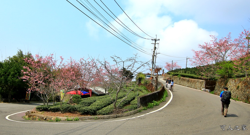 2019嘉義頂石棹昭和櫻,免費賞櫻景點,嘉義景點,嘉義櫻之道,嘉義櫻花季,石棹阿嬤愛玉,長青居民宿,頂石棹 霧之道