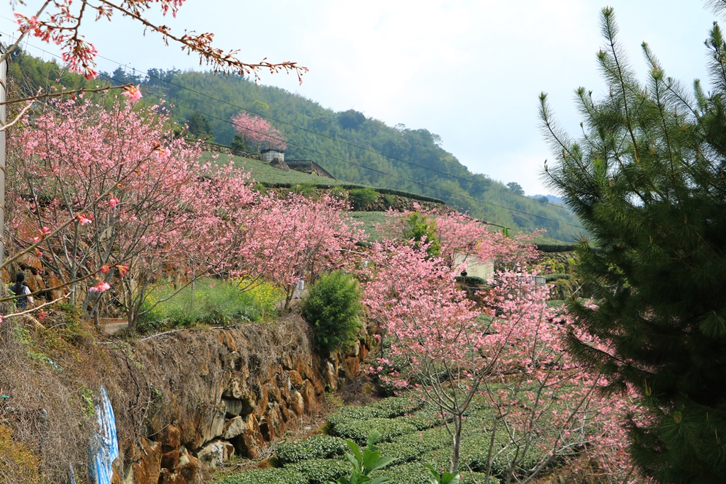 2019嘉義頂石棹昭和櫻,免費賞櫻景點,嘉義景點,嘉義櫻之道,嘉義櫻花季,石棹阿嬤愛玉,長青居民宿,頂石棹 霧之道