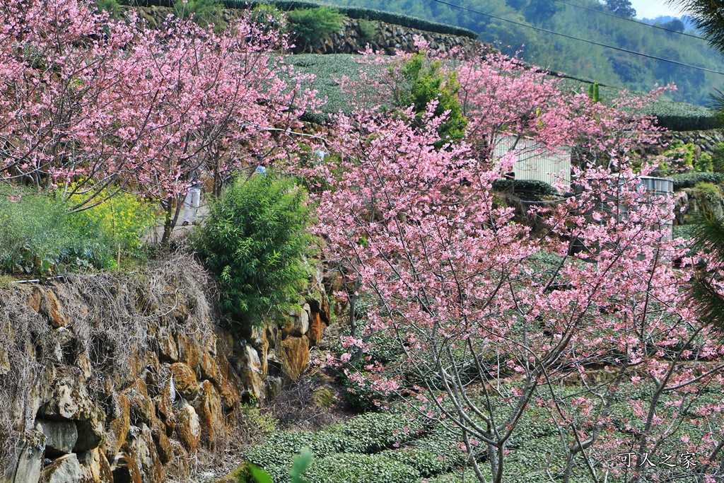 2019嘉義頂石棹昭和櫻,免費賞櫻景點,嘉義景點,嘉義櫻之道,嘉義櫻花季,石棹阿嬤愛玉,長青居民宿,頂石棹 霧之道