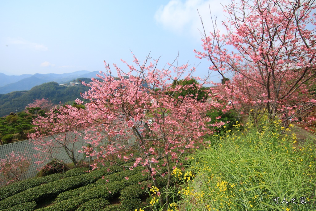 2019嘉義頂石棹昭和櫻,免費賞櫻景點,嘉義景點,嘉義櫻之道,嘉義櫻花季,石棹阿嬤愛玉,長青居民宿,頂石棹 霧之道