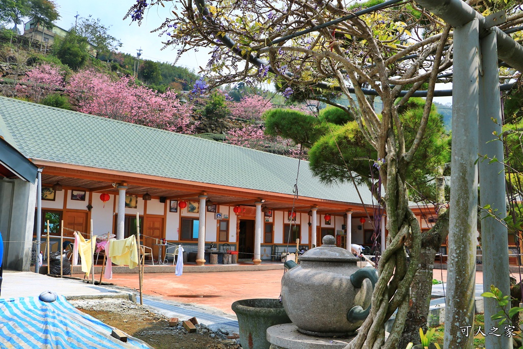 2019嘉義頂石棹昭和櫻,免費賞櫻景點,嘉義景點,嘉義櫻之道,嘉義櫻花季,石棹阿嬤愛玉,長青居民宿,頂石棹 霧之道