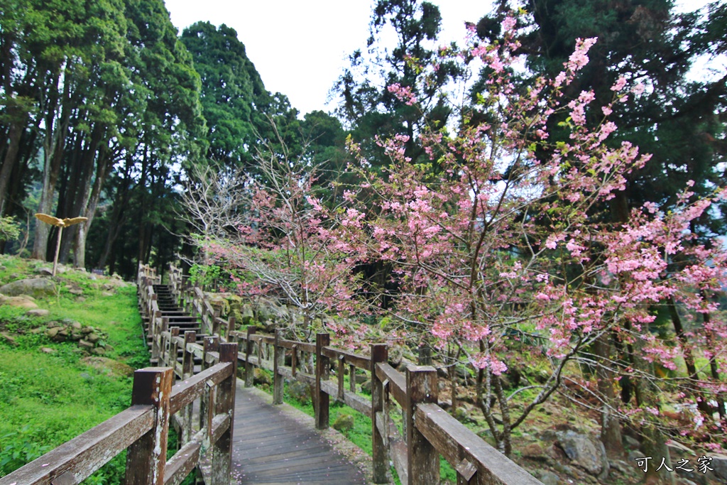 嘉義奮起湖,奮起湖一日遊,奮起湖檜木甜甜圈