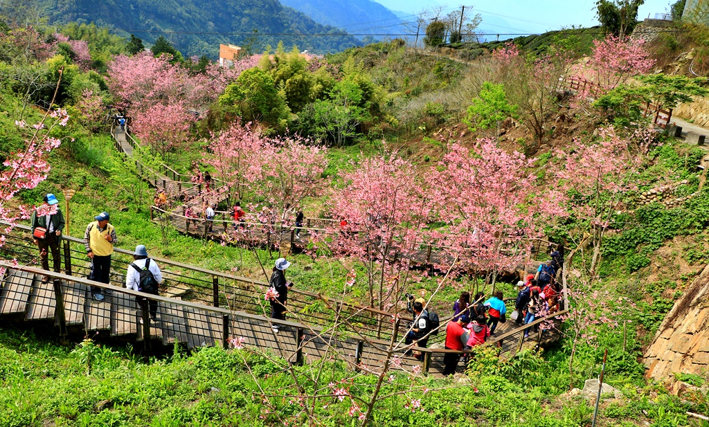 2019嘉義頂石棹昭和櫻,免費賞櫻景點,嘉義景點,嘉義櫻之道,嘉義櫻花季,石棹阿嬤愛玉,長青居民宿,頂石棹 霧之道 @可人之家