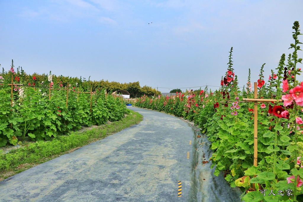 2019南區公園蜀葵花,2019員林蜀葵花,員林蜀葵花3/31開幕