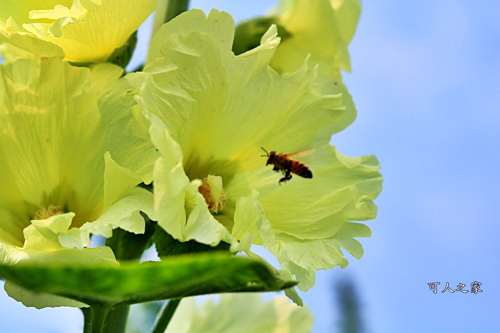 2019南區公園蜀葵花,2019員林蜀葵花,員林蜀葵花3/31開幕