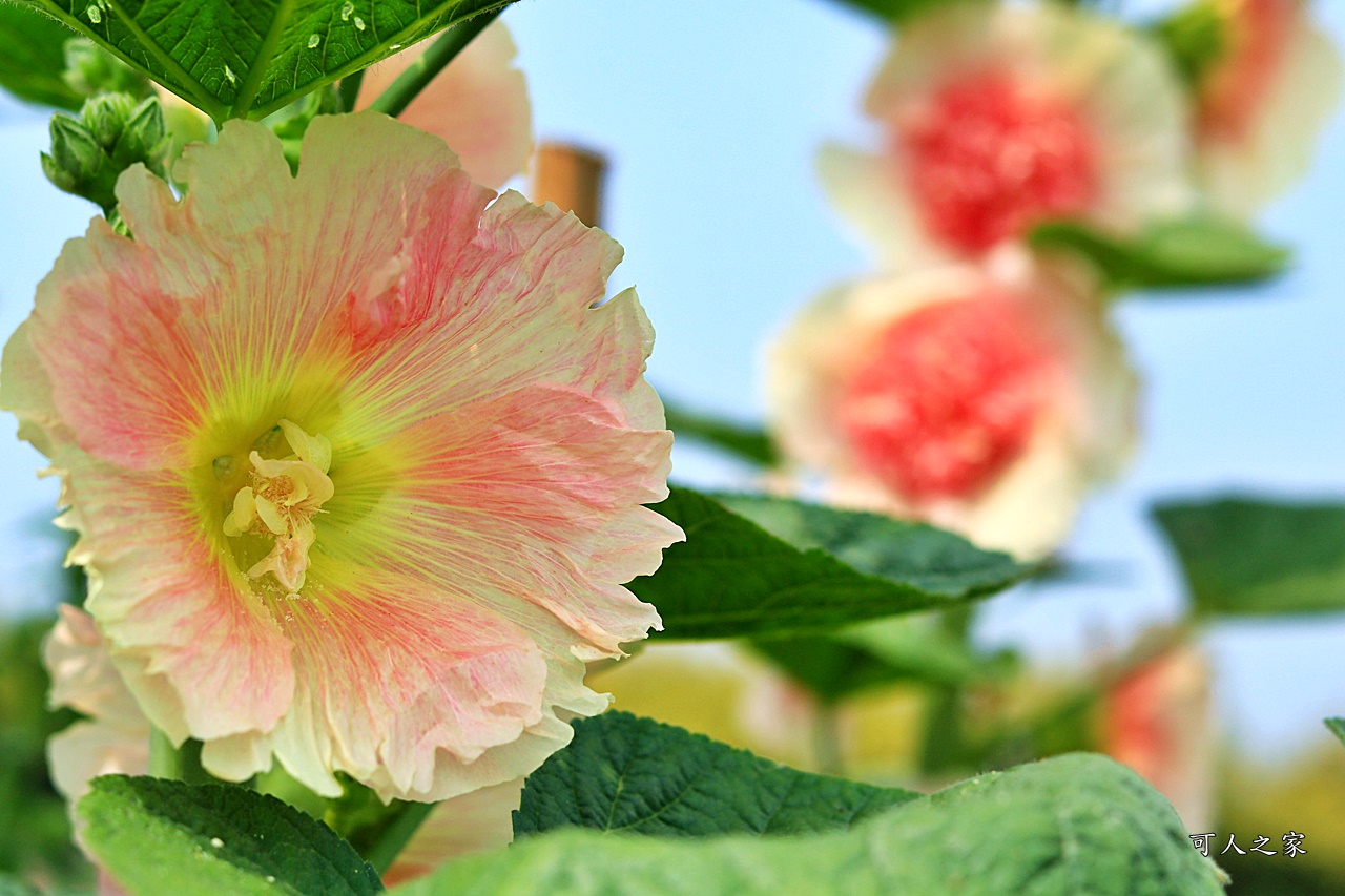 2019南區公園蜀葵花,2019員林蜀葵花,員林蜀葵花3/31開幕