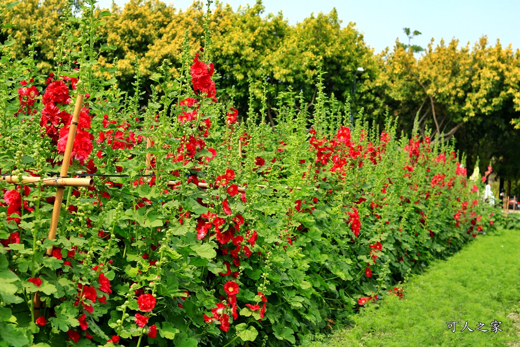 2019南區公園蜀葵花,2019員林蜀葵花,員林蜀葵花3/31開幕