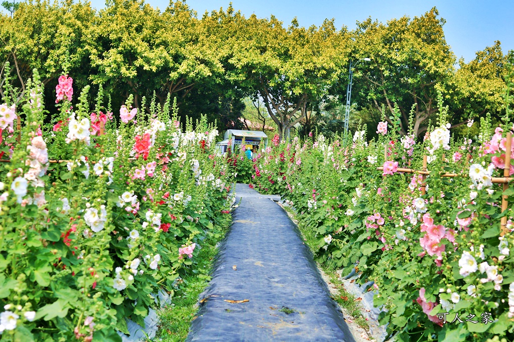 2019南區公園蜀葵花,2019員林蜀葵花,員林蜀葵花3/31開幕