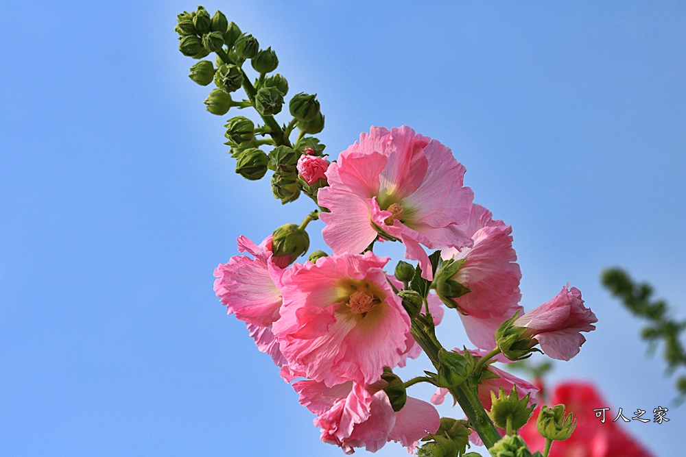 2019南區公園蜀葵花,2019員林蜀葵花,員林蜀葵花3/31開幕