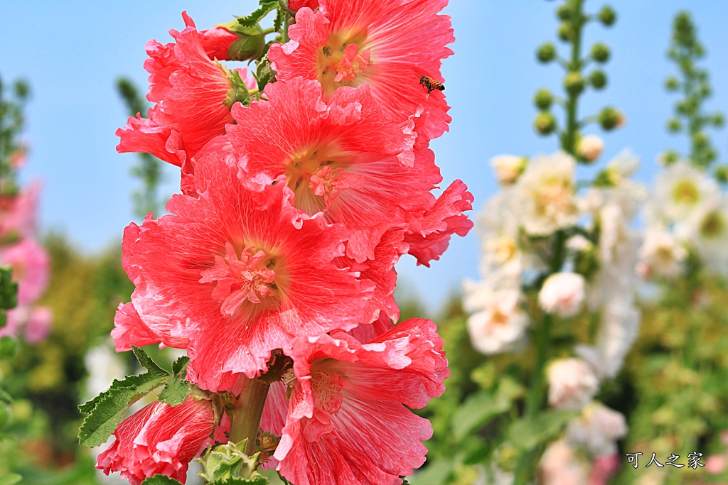 2019南區公園蜀葵花,2019員林蜀葵花,員林蜀葵花3/31開幕