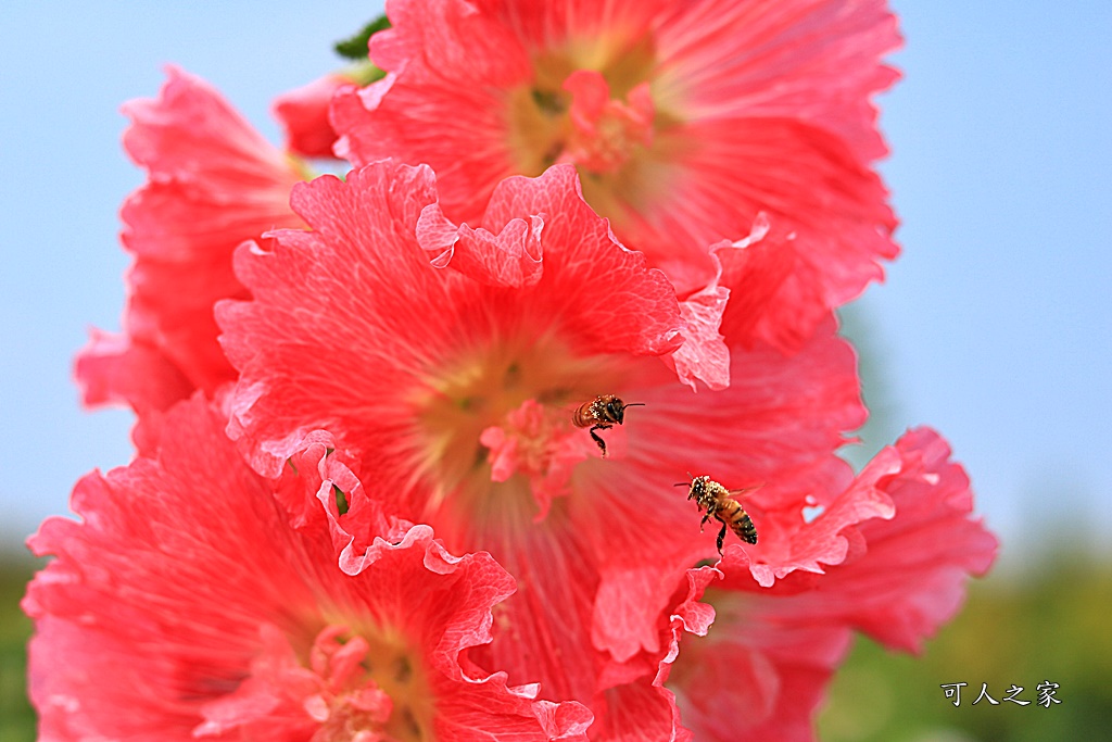 2019南區公園蜀葵花,2019員林蜀葵花,員林蜀葵花3/31開幕