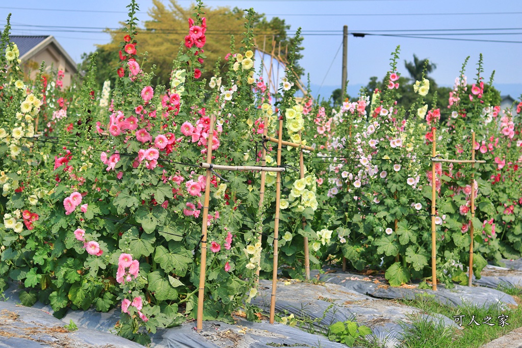 2019南區公園蜀葵花,2019員林蜀葵花,員林蜀葵花3/31開幕