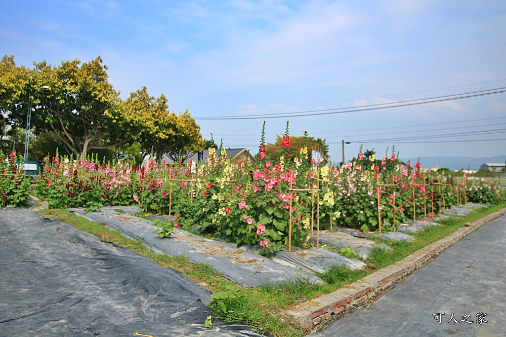 2019南區公園蜀葵花,2019員林蜀葵花,員林蜀葵花3/31開幕