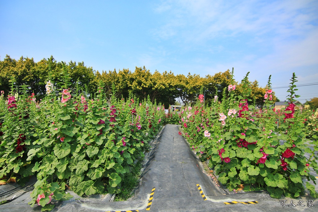 2019南區公園蜀葵花,2019員林蜀葵花,員林蜀葵花3/31開幕