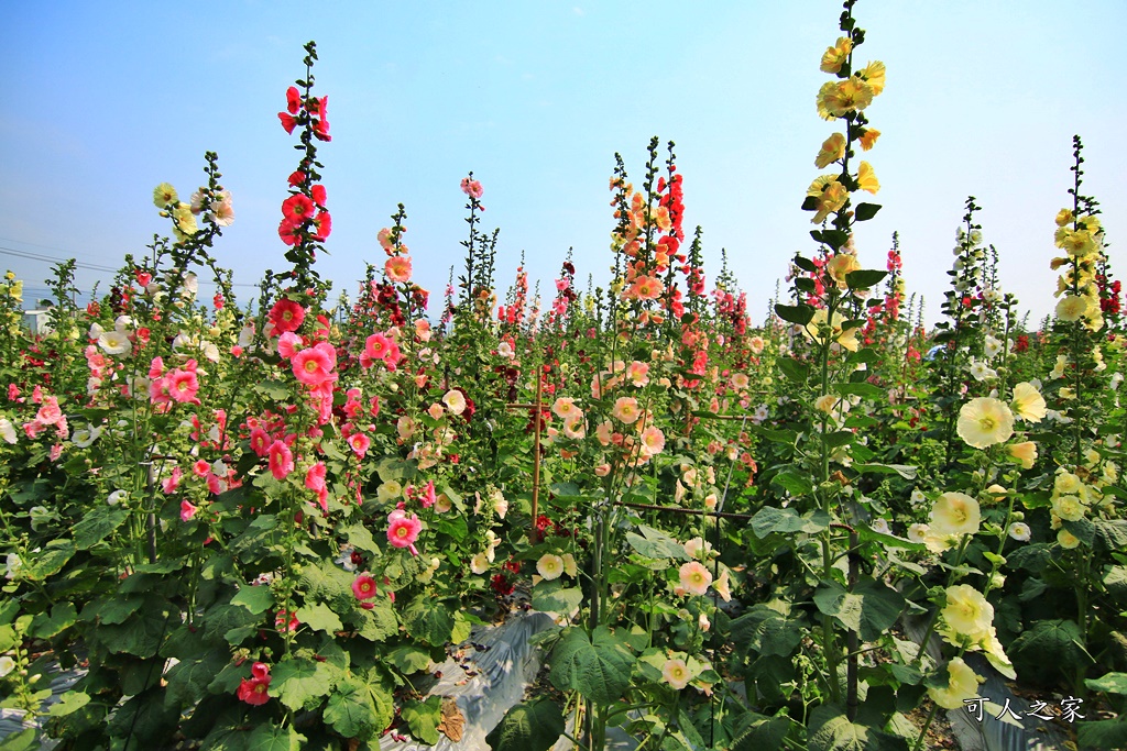 2019南區公園蜀葵花,2019員林蜀葵花,員林蜀葵花3/31開幕