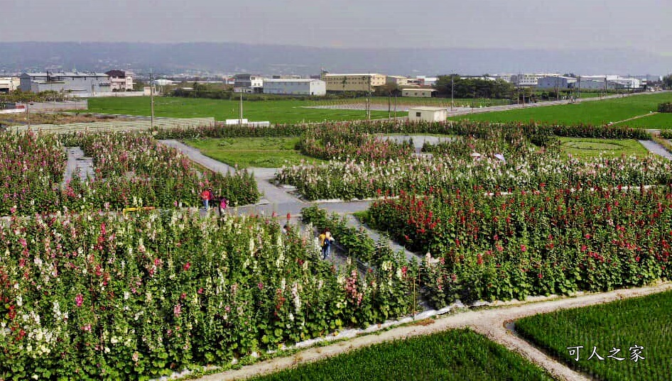 2019南區公園蜀葵花,2019員林蜀葵花,員林蜀葵花3/31開幕