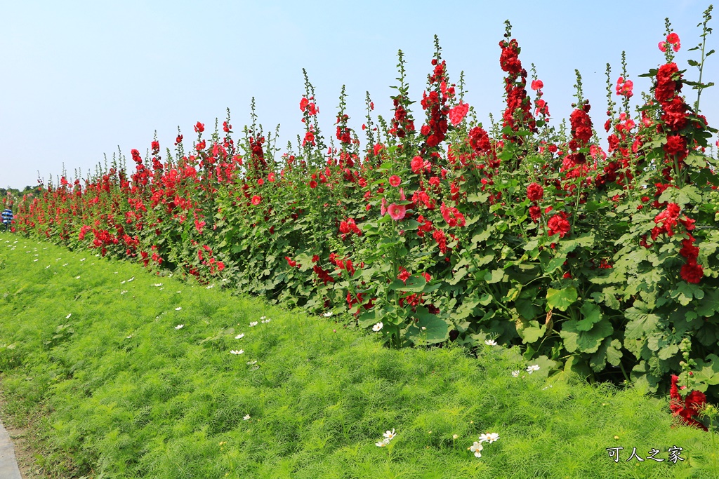 2019南區公園蜀葵花,2019員林蜀葵花,員林蜀葵花3/31開幕