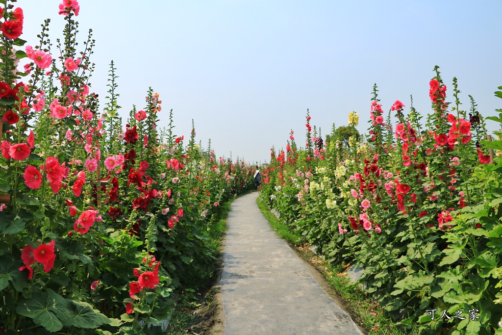 2019南區公園蜀葵花,2019員林蜀葵花,員林蜀葵花3/31開幕