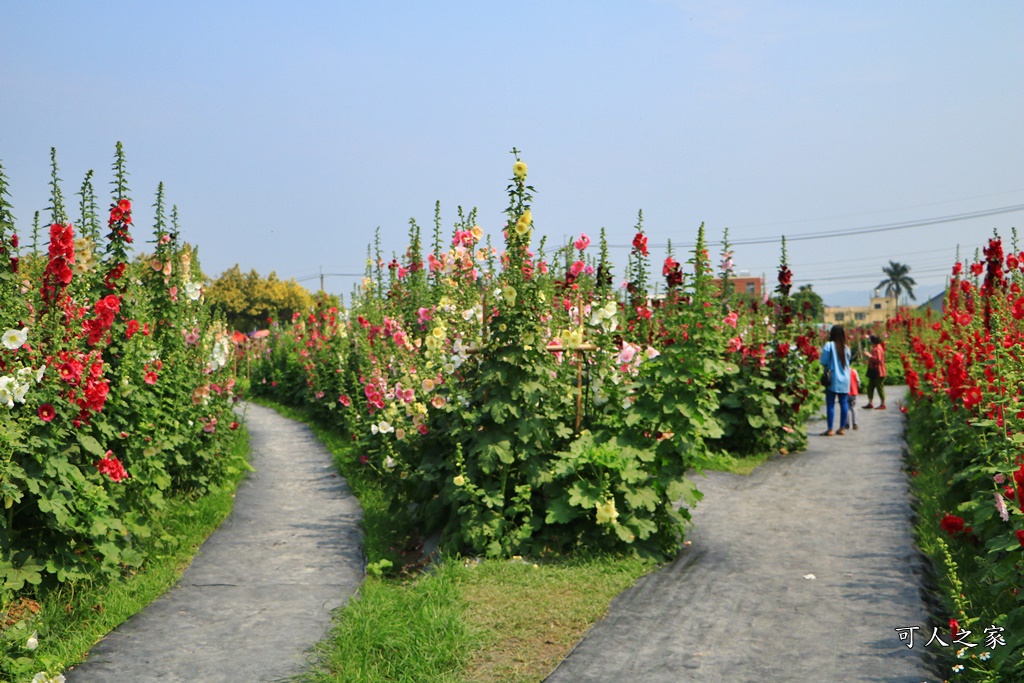 2019南區公園蜀葵花,2019員林蜀葵花,員林蜀葵花3/31開幕