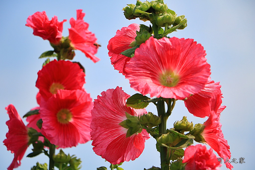 2019南區公園蜀葵花,2019員林蜀葵花,員林蜀葵花3/31開幕