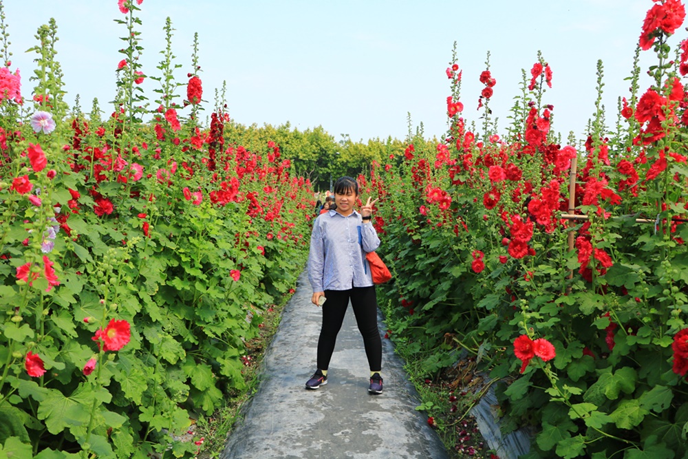 2019南區公園蜀葵花,2019員林蜀葵花,員林蜀葵花3/31開幕