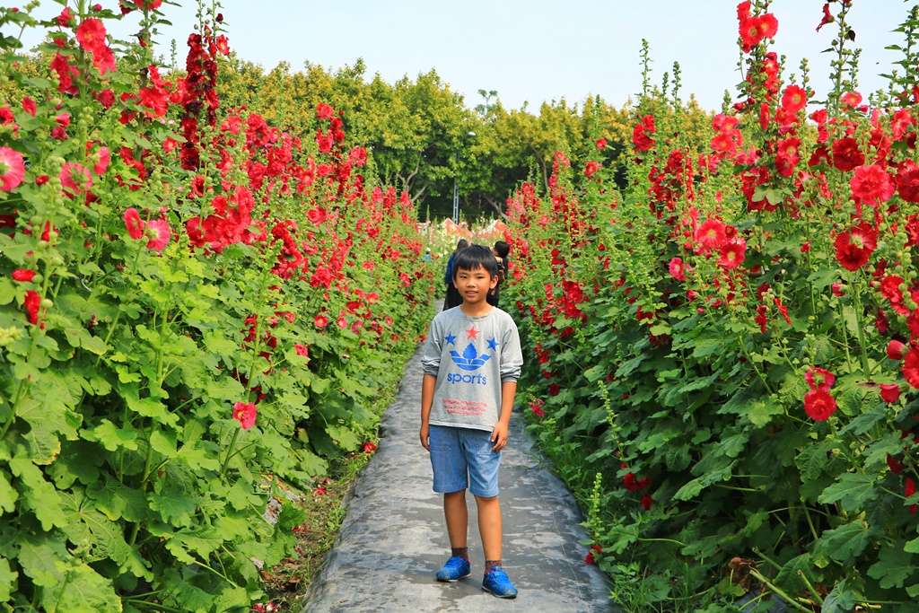 2019南區公園蜀葵花,2019員林蜀葵花,員林蜀葵花3/31開幕