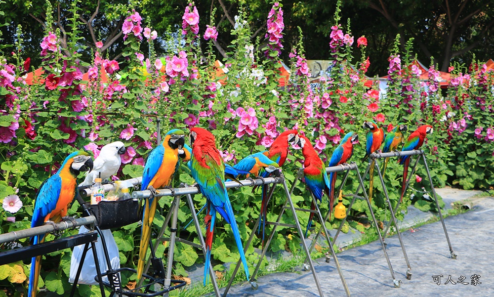 2019南區公園蜀葵花,2019員林蜀葵花,員林蜀葵花3/31開幕