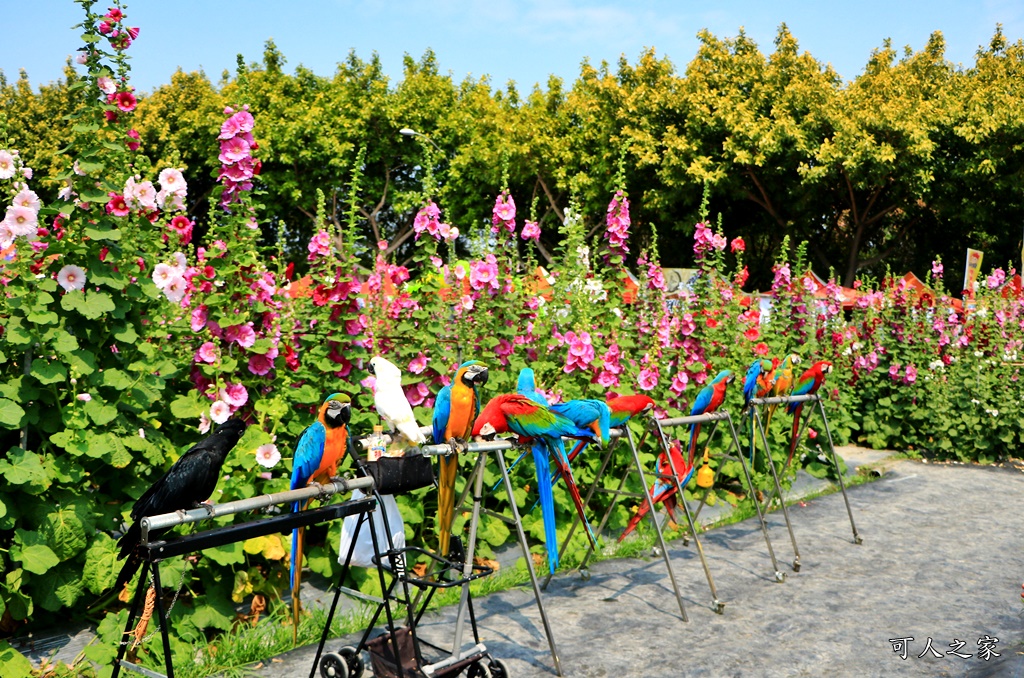 2019南區公園蜀葵花,2019員林蜀葵花,員林蜀葵花3/31開幕