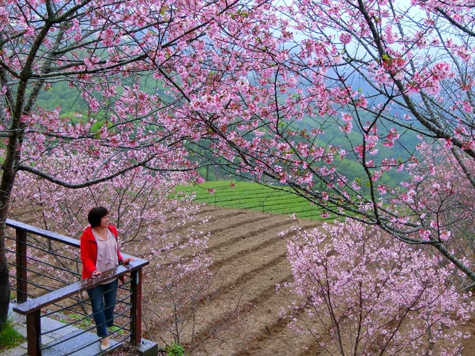 2019嘉義頂石棹昭和櫻,免費賞櫻景點,嘉義景點,嘉義櫻之道,嘉義櫻花季,石棹阿嬤愛玉,長青居民宿,頂石棹 霧之道