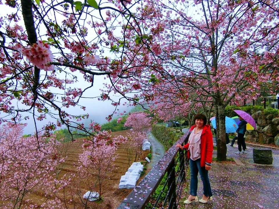 2019嘉義頂石棹昭和櫻,免費賞櫻景點,嘉義景點,嘉義櫻之道,嘉義櫻花季,石棹阿嬤愛玉,長青居民宿,頂石棹 霧之道