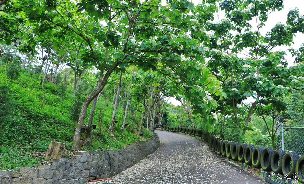 彰化員林出水坑桐花秘境、桐花高鐵、2020彰化桐花季、賞桐步道、彰化親子一日遊