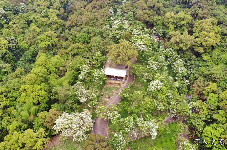 彰化員林出水坑桐花秘境、桐花高鐵、2020彰化桐花季、賞桐步道、彰化親子一日遊