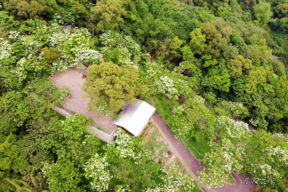 彰化員林出水坑桐花秘境、桐花高鐵、2020彰化桐花季、賞桐步道、彰化親子一日遊