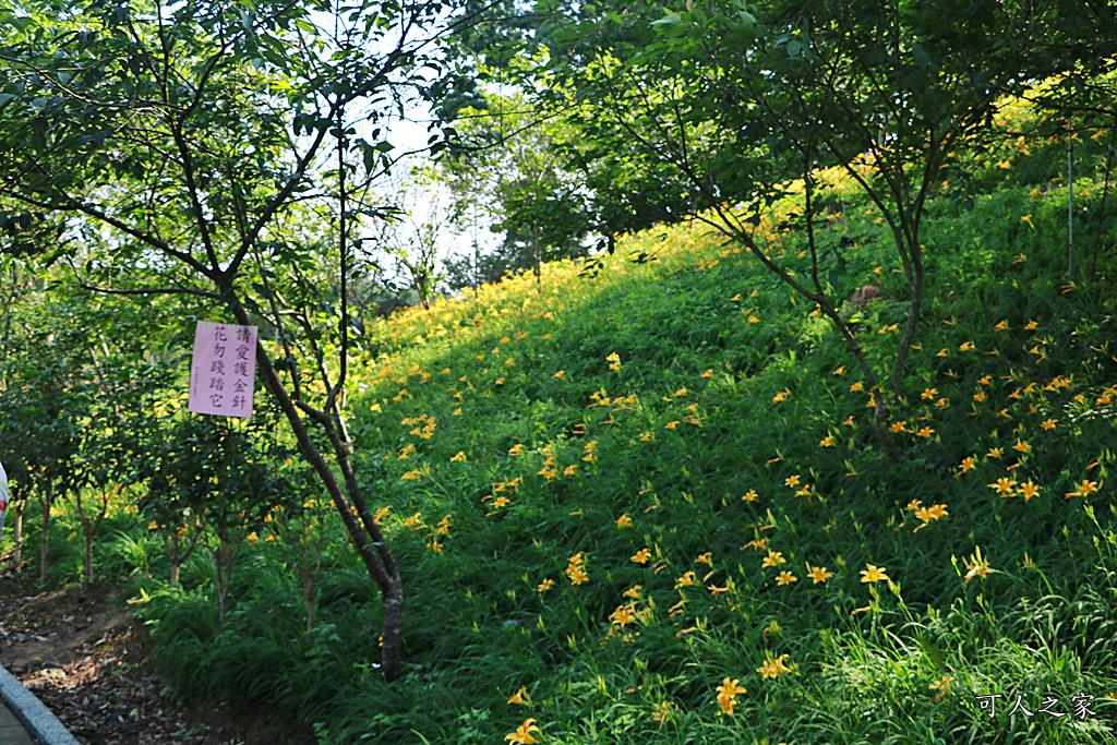 2019嘉義金針花季,2019橫山屏金針花,嘉義金針花,橫山屏休閒園區,金針花地址