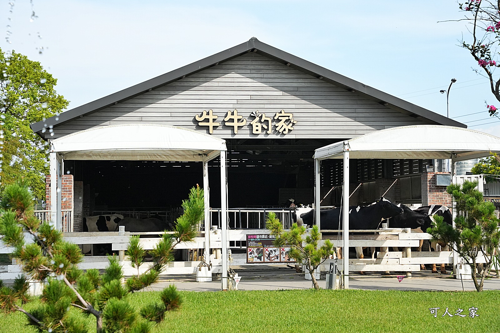 一日遊,大沙坑,奶酪,布丁好吃,新景點,餵牛