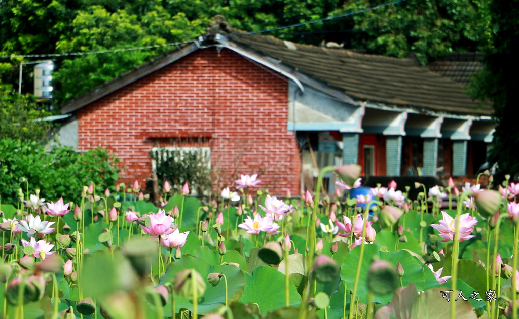 彰化埔心賞荷,彰化賞荷花,羅厝天主堂荷花田 @可人之家