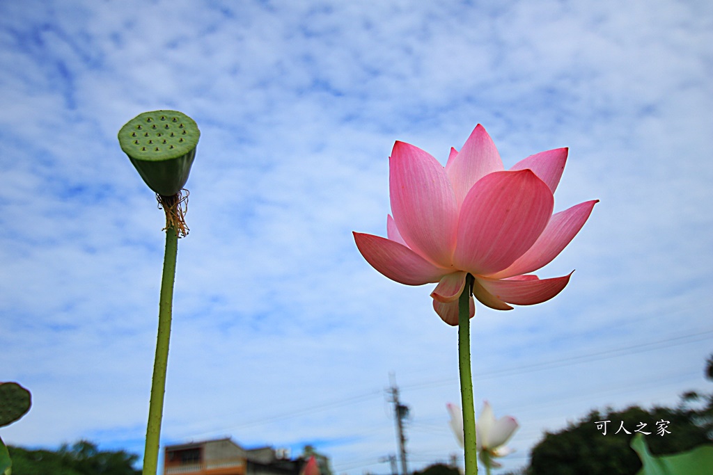 彰化埔心賞荷,彰化賞荷花,羅厝天主堂荷花田