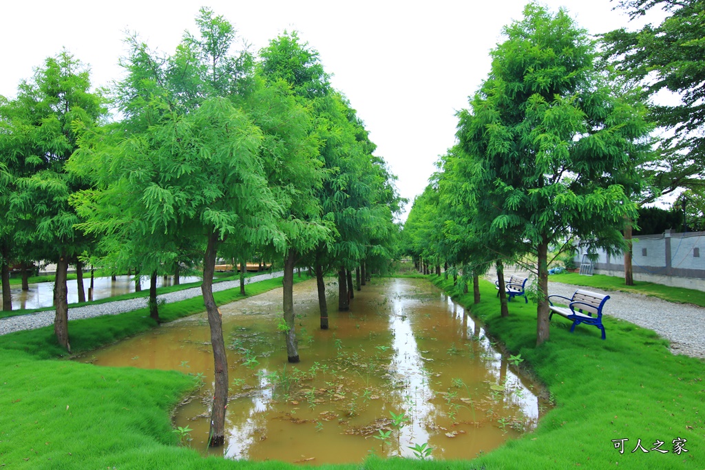 工廠裡的落羽松,虎尾堀頭里,虎尾堀頭里落羽松,虎尾新秘境,虎尾賞落羽松,雲林虎尾