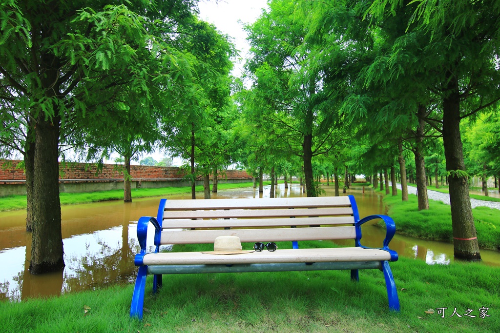 工廠裡的落羽松,虎尾堀頭里,虎尾堀頭里落羽松,虎尾新秘境,虎尾賞落羽松,雲林虎尾