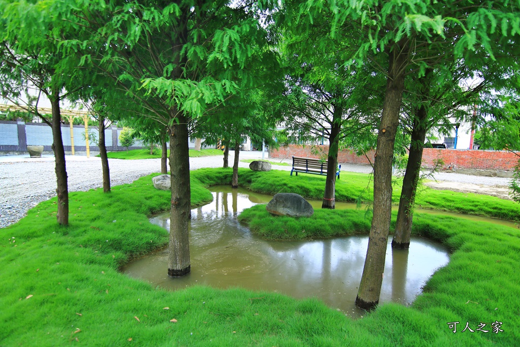 工廠裡的落羽松,虎尾堀頭里,虎尾堀頭里落羽松,虎尾新秘境,虎尾賞落羽松,雲林虎尾