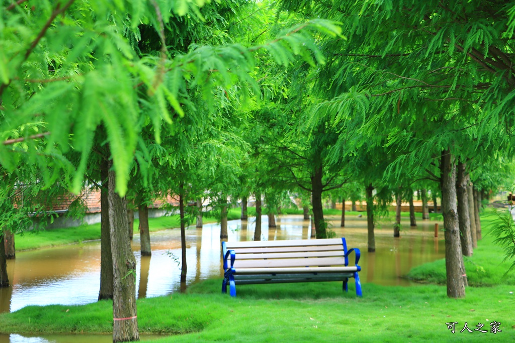 工廠裡的落羽松,虎尾堀頭里,虎尾堀頭里落羽松,虎尾新秘境,虎尾賞落羽松,雲林虎尾