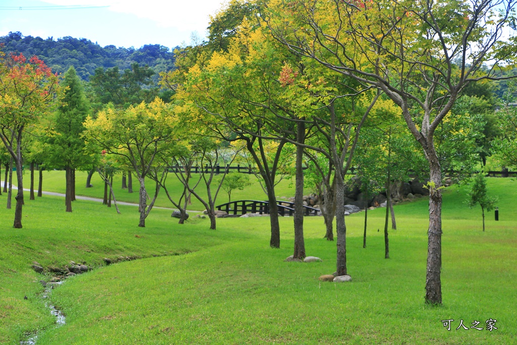 桃園大溪河濱公園,桃園落羽松