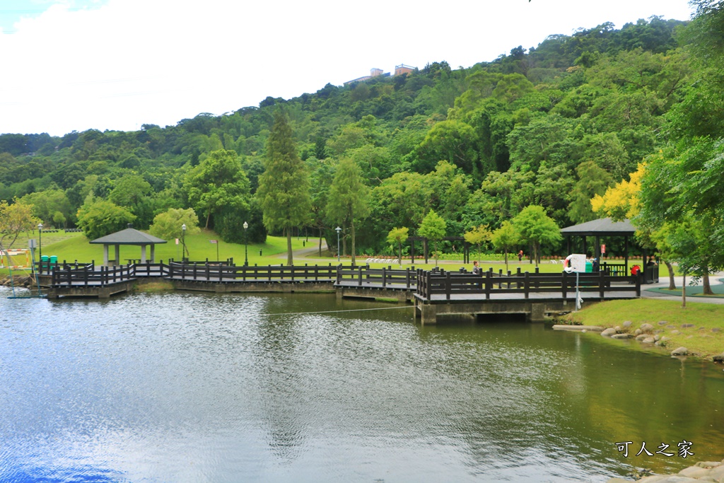 桃園大溪河濱公園,桃園落羽松