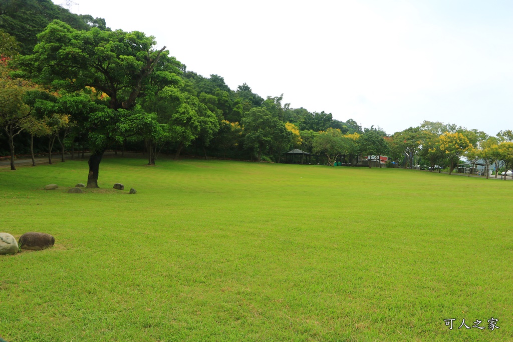 桃園大溪河濱公園,桃園落羽松