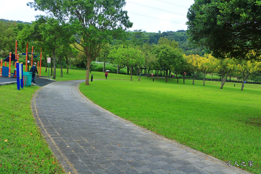 桃園大溪河濱公園,桃園落羽松