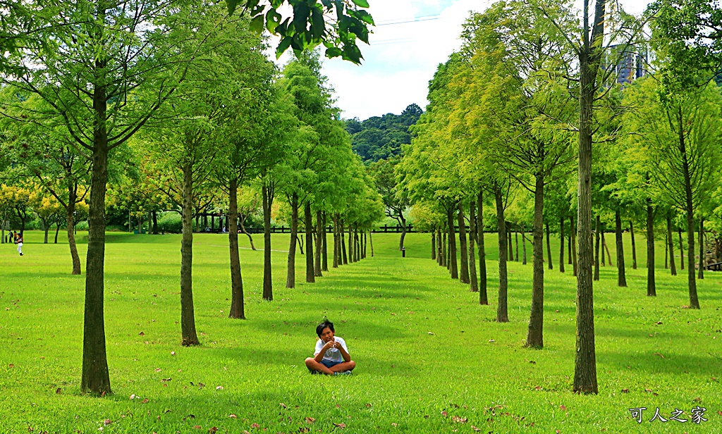 桃園大溪河濱公園,桃園落羽松